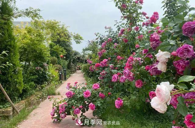月季爆红朋友圈！浙江这个80后男人拥有自己的梦幻花园(图1)
