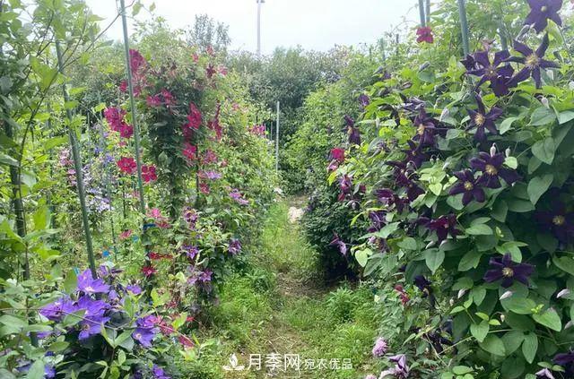 月季爆红朋友圈！浙江这个80后男人拥有自己的梦幻花园(图11)
