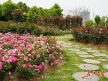 武汉满街月季开放，近百座公园进入盛花期