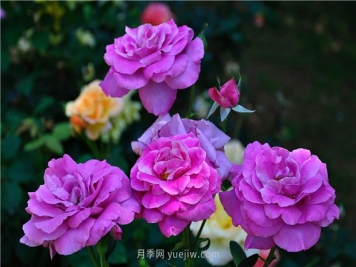 南昌滨江月季园，带你去看天下风流的江西月季花