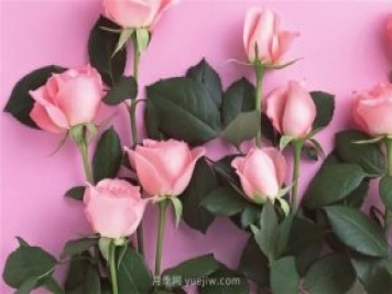 从1-9394朵玫瑰花语加图片，送花原来这么多讲究!