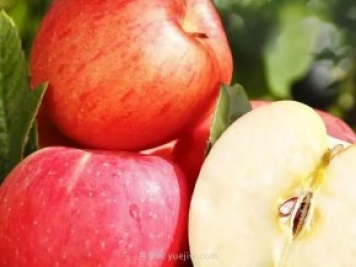 热门的23种苹果的品种产地及成熟时间知识