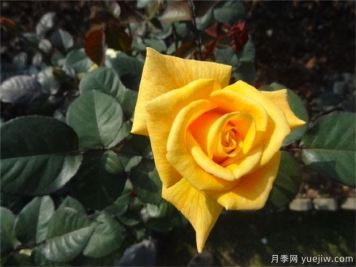 黄玫瑰代表什么意思？黄玫瑰寓意？黄玫瑰的花