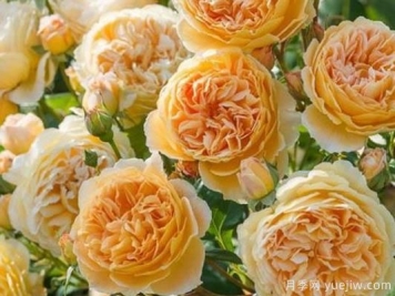 大花香水月季的养护方法，分享10种花香飘满屋