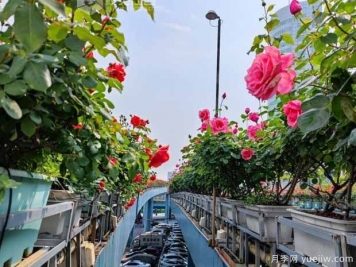 1.2万株月季盛开，南昌八一桥景观花廊拥抱春景