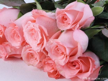 戴安娜玫瑰的花语是什么？有图片的更好？