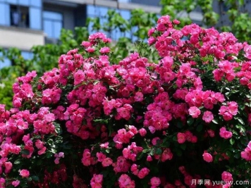武汉新增多条绝美月季花道，江城处处花海景观