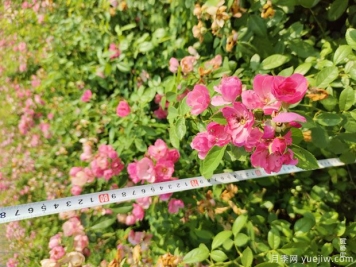 安吉拉月季盆栽苗，60厘米高基地发货