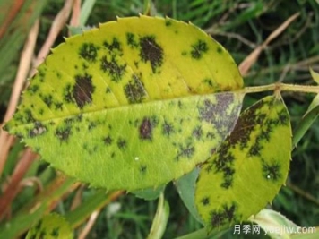 深秋天季节月季出现斑点的病害原因与防治