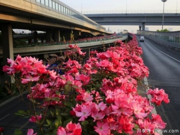 30万株新品种，杭州高架月季会带来什么样的惊喜？