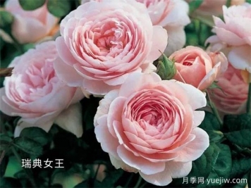100种月季玫瑰品种图鉴大全，你认识有没有超过10个？