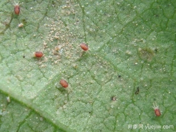 月季常见病虫害之红蜘蛛的习性和防治措施
