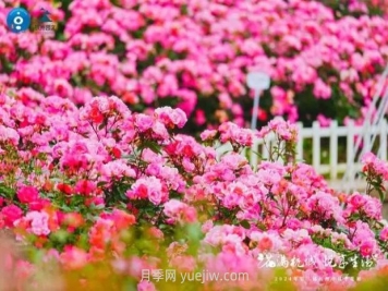 2024年第二届杭州市月季花展举办，赏500万株月季