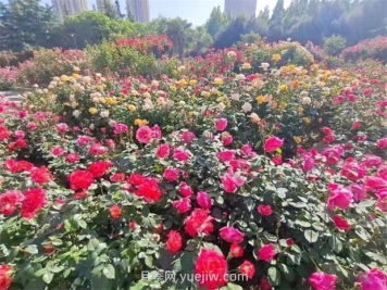 郑州月季公园40万株月季竞相绽放，感受花漾生活