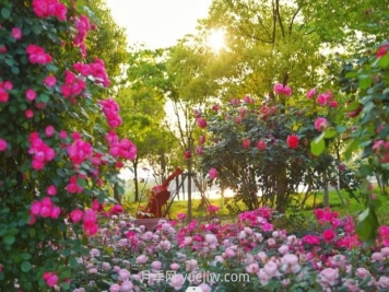 上海前滩休闲公园，月季花海盛景等你赏