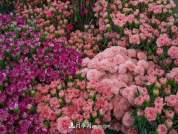 中国6大花市，全国花卉批发市场介绍