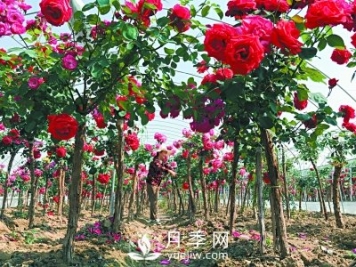 新品“月季树”为北京市花添色彩，居然引种自南阳内乡