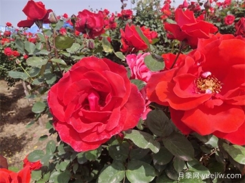 月季、玫瑰、蔷薇分别是什么？如何区别？