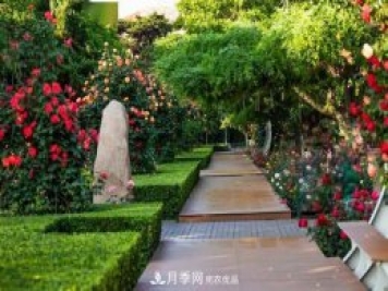 秦皇岛适合养月季花，市花和市树是什么