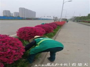 2019年武汉绿化成绩单：建成303公里绿道，新栽月季100万株……