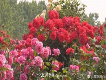 肥西县三河镇百亩树状月季园：花开正艳，产业增收