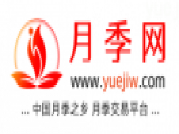 中国上海龙凤419，月季品种介绍和养护知识分享专业网站